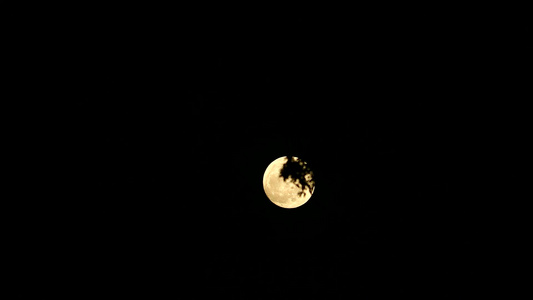 满月的月亮在夜空中飞回圆周树上视频