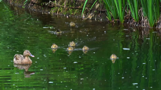 夏日池塘母鸭子带着小鸭子觅食戏水合集视频