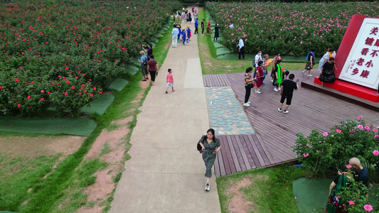 三亚博后村在玫瑰谷花田中的游玩拍照的旅客视频