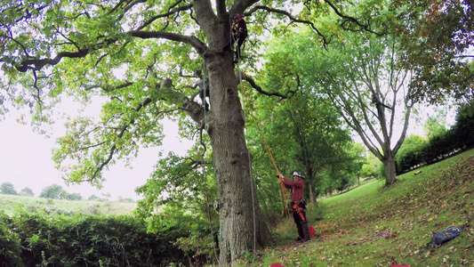 给大树修建的园林工人伐木工视频