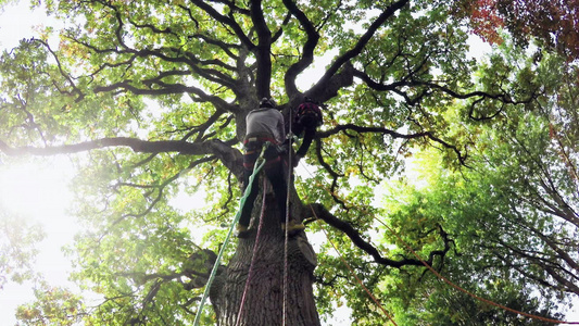 给大树修建的园林工人伐木工爬上树木视频