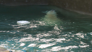 北极熊在水中玩27秒视频