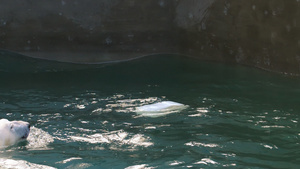 北极熊在水中玩23秒视频