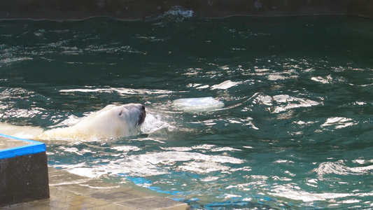 北极熊在水中玩视频