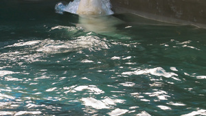 北极熊在水中玩26秒视频