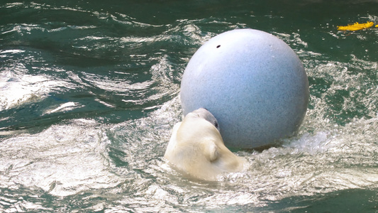 北极熊在水中玩视频