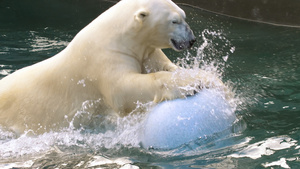 北极熊在水中玩19秒视频