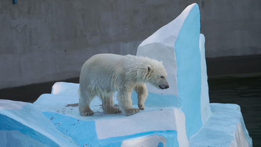 北极熊幼熊在水中游戏视频