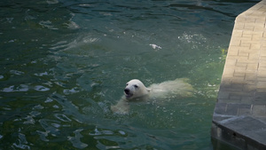北极熊幼熊在水中游戏15秒视频