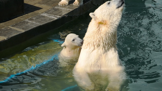 北极熊与幼熊在水中游戏视频