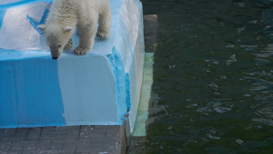 北极熊与幼熊在水中游戏31秒视频