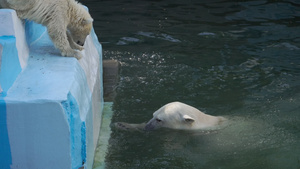 北极熊与幼熊在水中游戏30秒视频