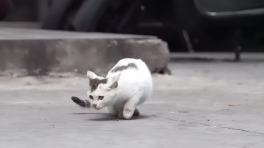 城市街头可爱流浪猫捕捉镜头视频