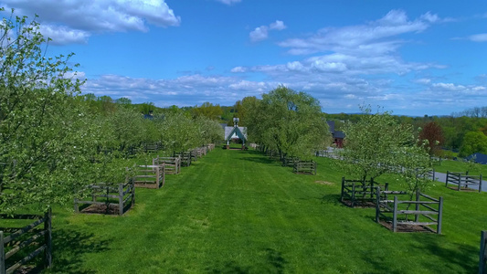 阳光明媚的风天一个果园的空中驱动力视频