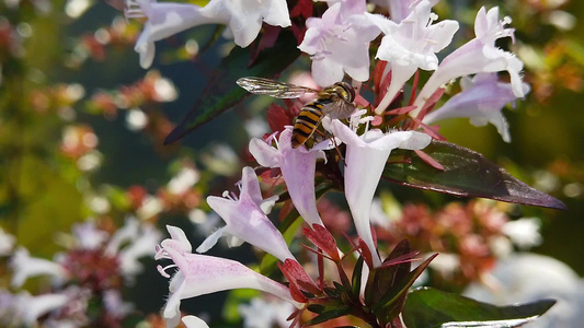 花朵视频