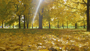 黄色枫树和树叶在秋天阳光下28秒视频