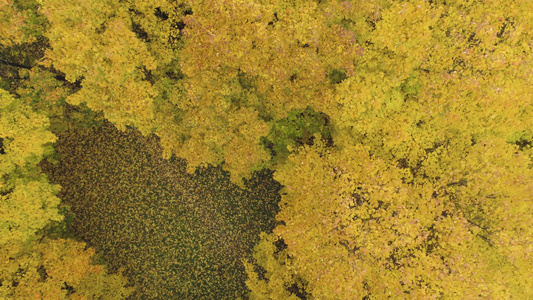 秋天黄色的地图树空中垂直俯视无人机向上飞行并旋转视频