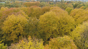 秋天有黄红和绿的树空中看到无人机向左边飞去15秒视频