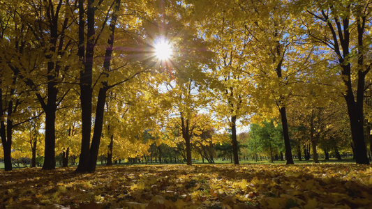 在阳光明媚的秋日公园或森林与黄色枫树相机以低角度向前视频