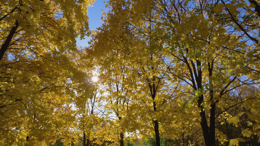 公园或森林与黄色枫树在阳光明媚的秋日与蓝天相机正在视频