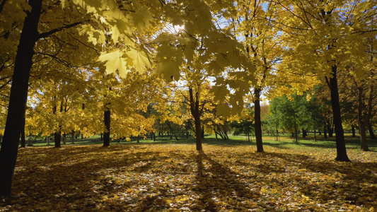 在阳光明媚的秋日公园或森林与黄色枫树相机正在向前移动视频