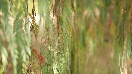 美国加利福尼亚州花园中的柏树针叶树天然植物特写背景视频