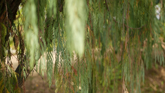 美国加利福尼亚州花园中的柏树针叶树天然植物特写背景视频