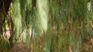 美国加利福尼亚州花园中的柏树针叶树天然植物特写背景11秒视频