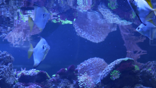 在紫罗兰色或紫外线uv光下的紫丁香水族馆中的软珊瑚视频