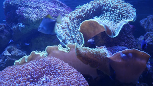 在紫外线光下的软珊瑚17秒视频