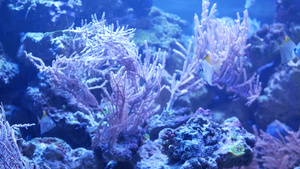 在紫罗兰色或紫外线uv光下的紫丁香水族馆中的软珊瑚22秒视频