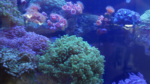 在紫外线光下的软珊瑚12秒视频