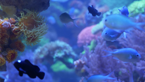 在紫外线光下的软珊瑚20秒视频