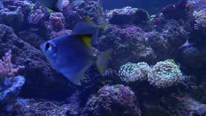 在紫罗兰色或紫外线光下的紫丁香水族馆中的软珊瑚14秒视频