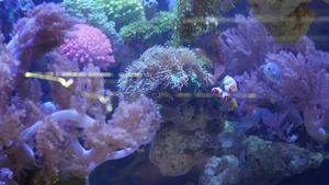 在紫罗兰色或紫外线uv光下的紫丁香水族馆中的软珊瑚10秒视频