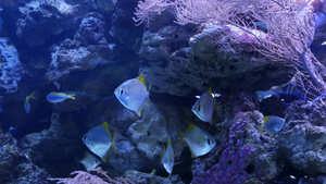 在紫罗兰色或紫外线uv光下的紫丁香水族馆中的软珊瑚13秒视频