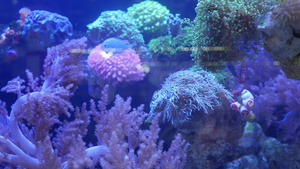 在紫罗兰色或紫外线uv光下的紫丁香水族馆中的软珊瑚9秒视频