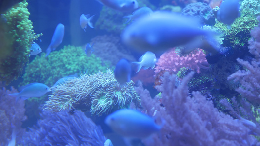 在紫罗兰色或紫外线uv光下的紫丁香水族馆中的软珊瑚视频