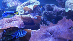 在紫罗兰色或紫外线uv光下的紫丁香水族馆中的软珊瑚14秒视频