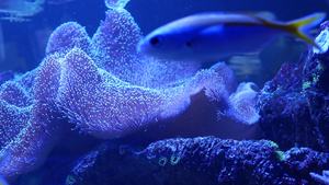 在紫罗兰色或紫外线光下的紫丁香水族馆中的软珊瑚11秒视频