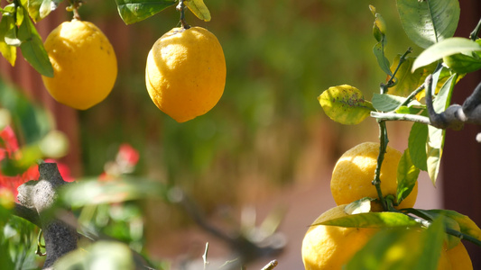 柑橘柠檬黄色果树加利福尼亚美国春天花园美国当地农业视频