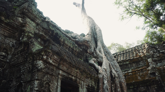 Angkorwatfitficussstrangulosa视频
