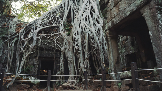 Cambodiaangkorwattaprohm寺庙视频