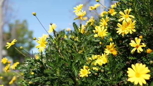 黄色雏菊花开花美国加利福尼亚州的家庭园艺天然植物特写视频