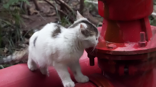 城市街头可爱流浪猫捕捉镜头视频