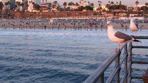 加利福尼亚夏季海滩海鸥18秒视频