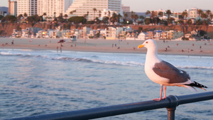 加利福尼亚夏季海滩美学粉红色的日落码头栏杆上可爱有趣12秒视频