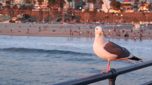 加利福尼亚夏季海滩美学粉红色的日落码头栏杆上可爱有趣视频