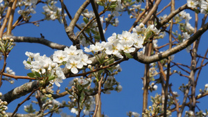 梨树花19秒视频