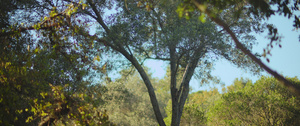 阳光明媚的天天有树木的自然公园12秒视频